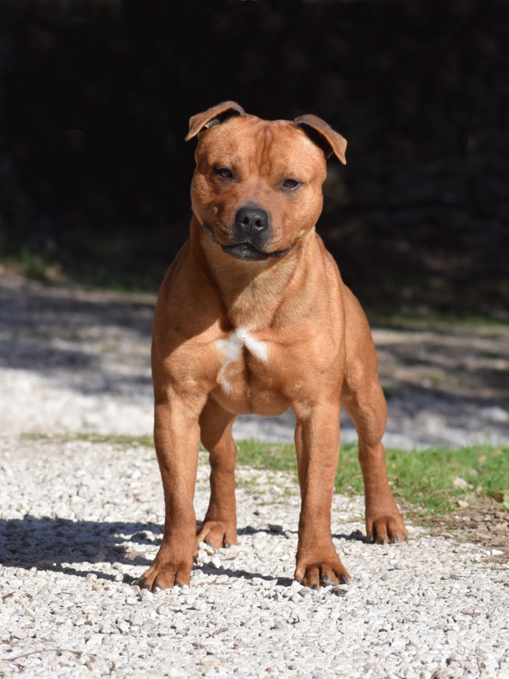 Demon Black Uprising for heaven on earth