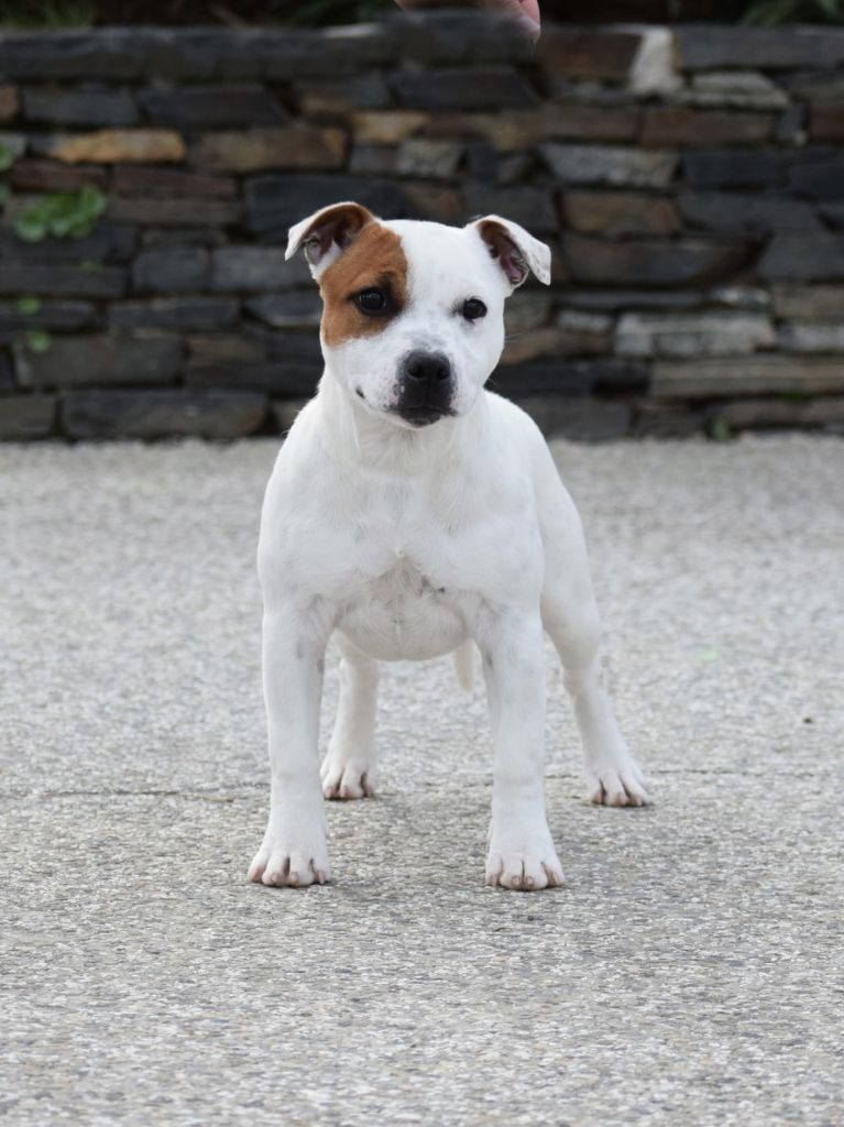 Demon Black Vvill always shine