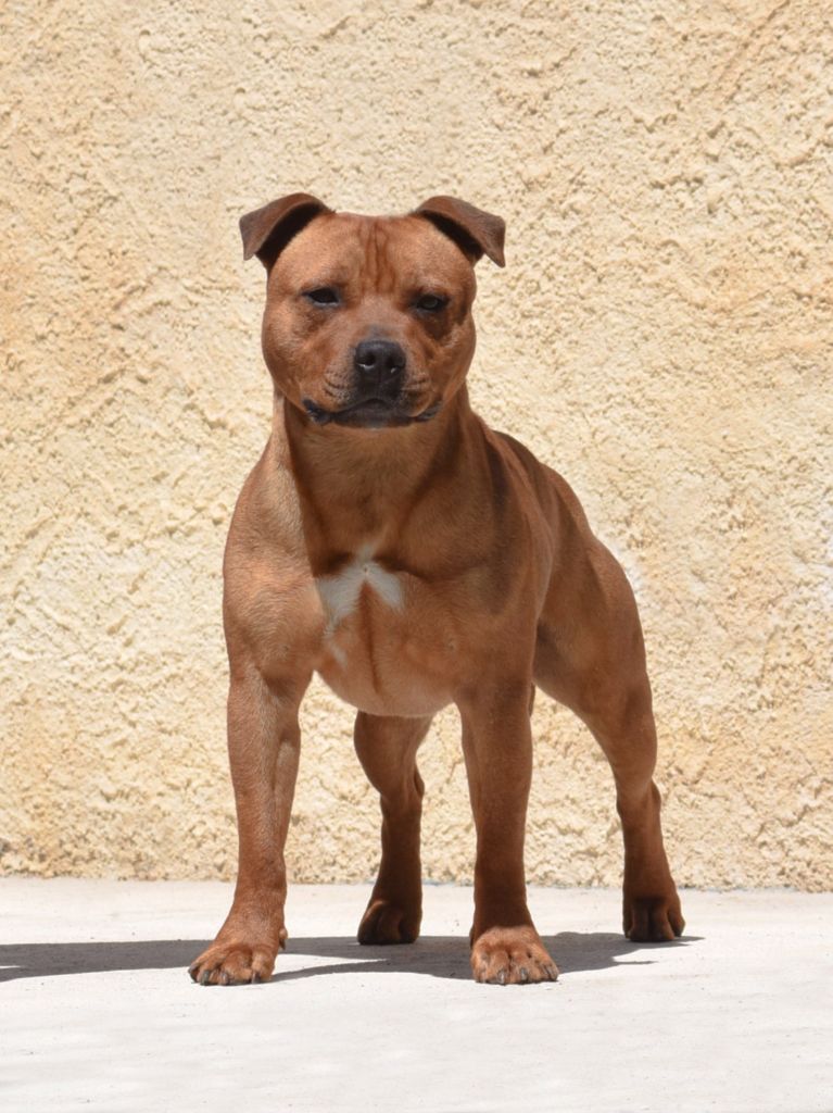 Demon Black Uprising for heaven on earth