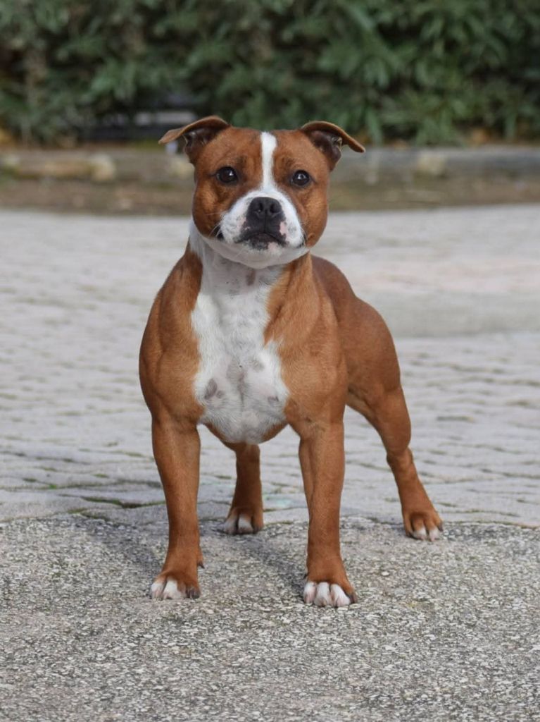 Demon Black True love never dies