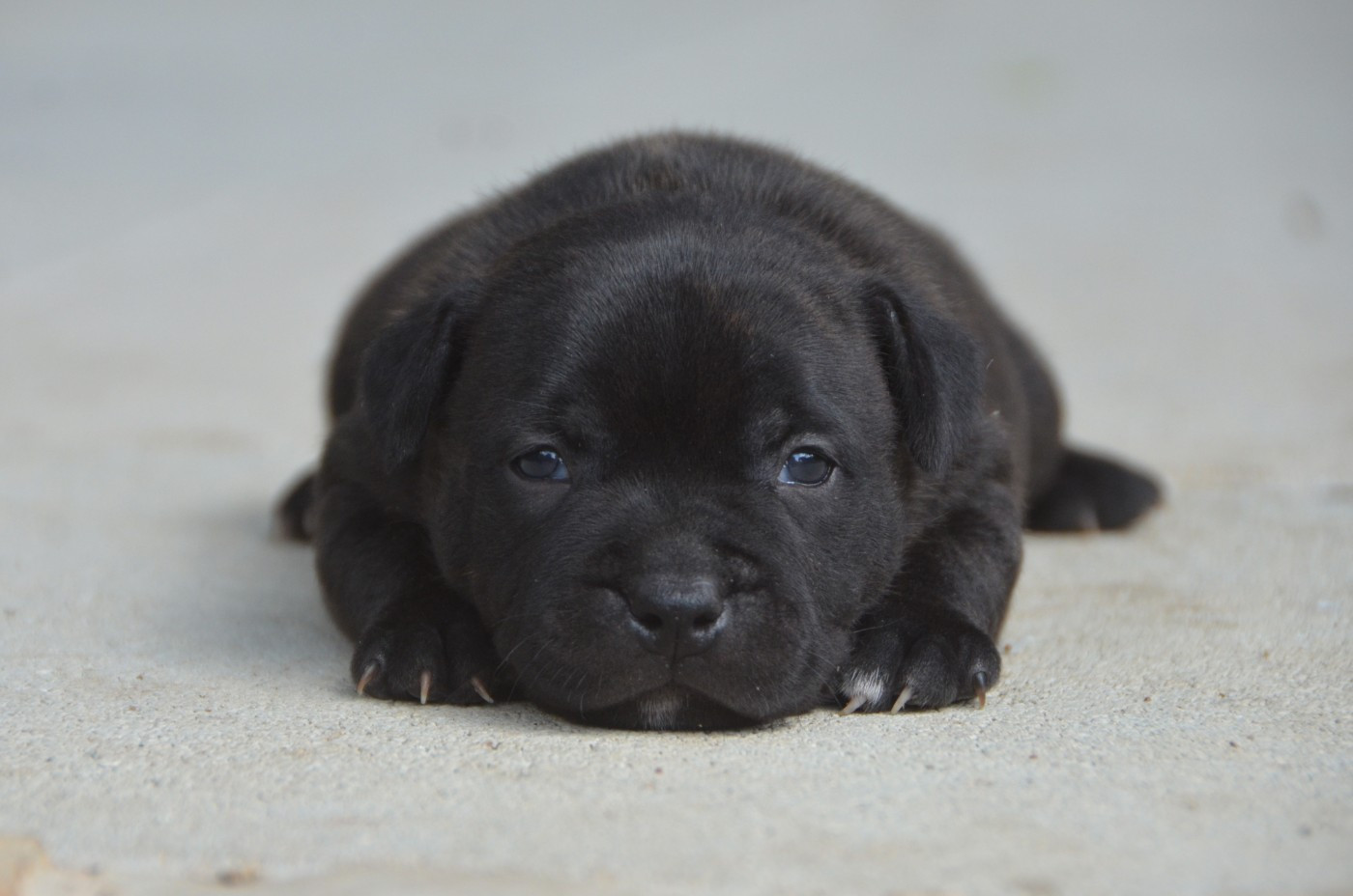 Demon Black - Chiots disponibles - Staffordshire Bull Terrier