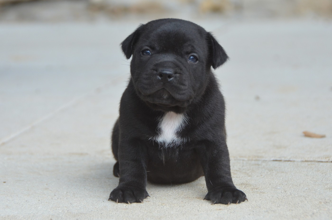 Demon Black - Chiots disponibles - Staffordshire Bull Terrier