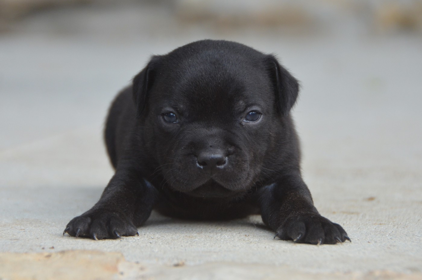 Demon Black - Chiots disponibles - Staffordshire Bull Terrier