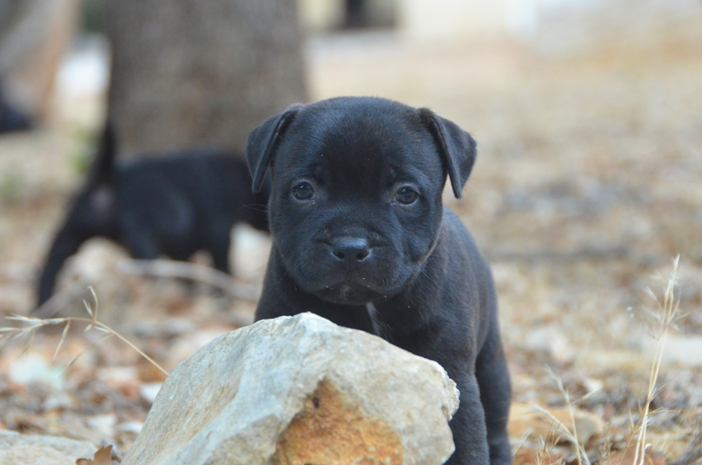 Demon Black - Chiots disponibles - Staffordshire Bull Terrier