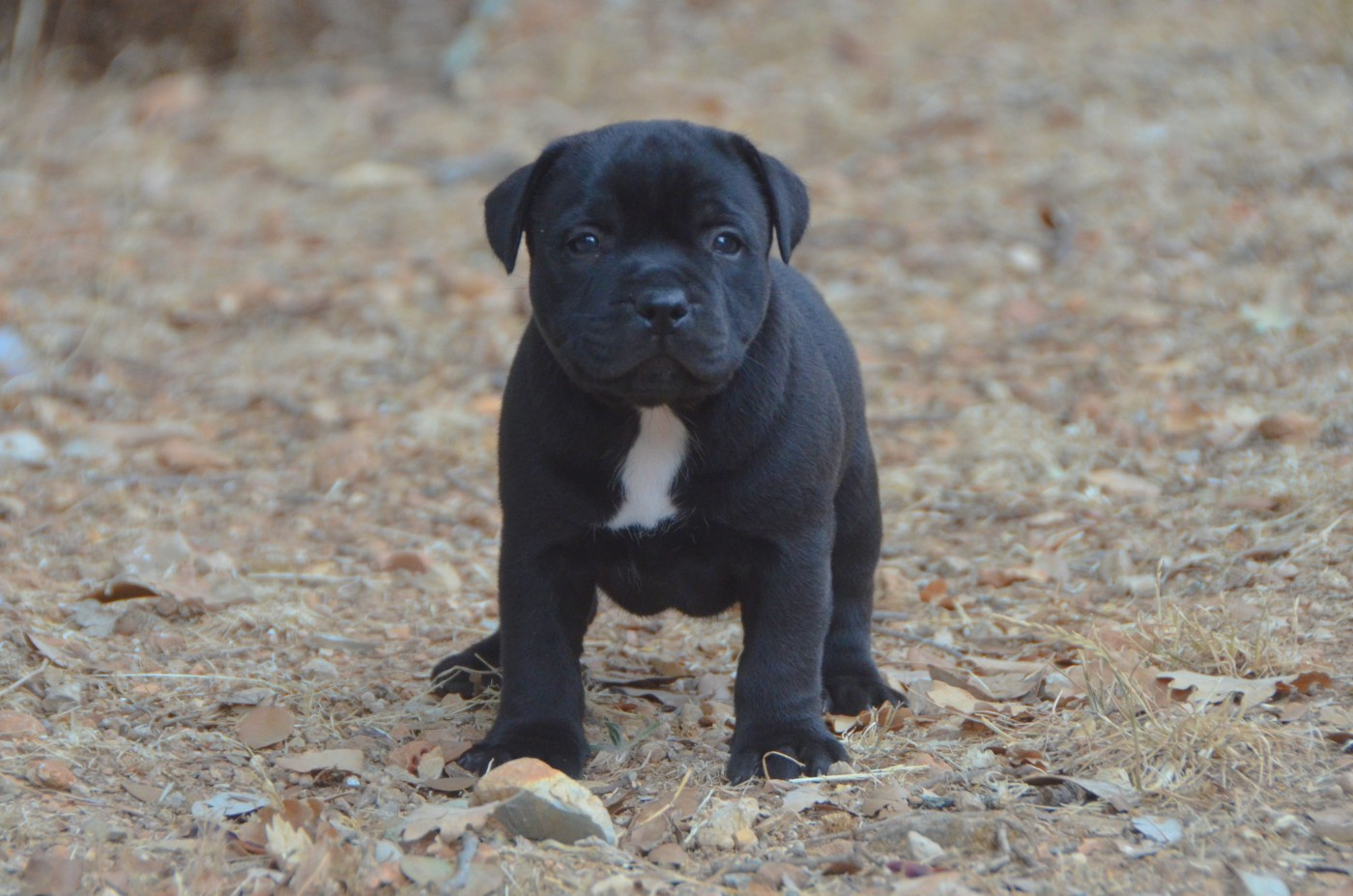 Demon Black - Chiots disponibles - Staffordshire Bull Terrier