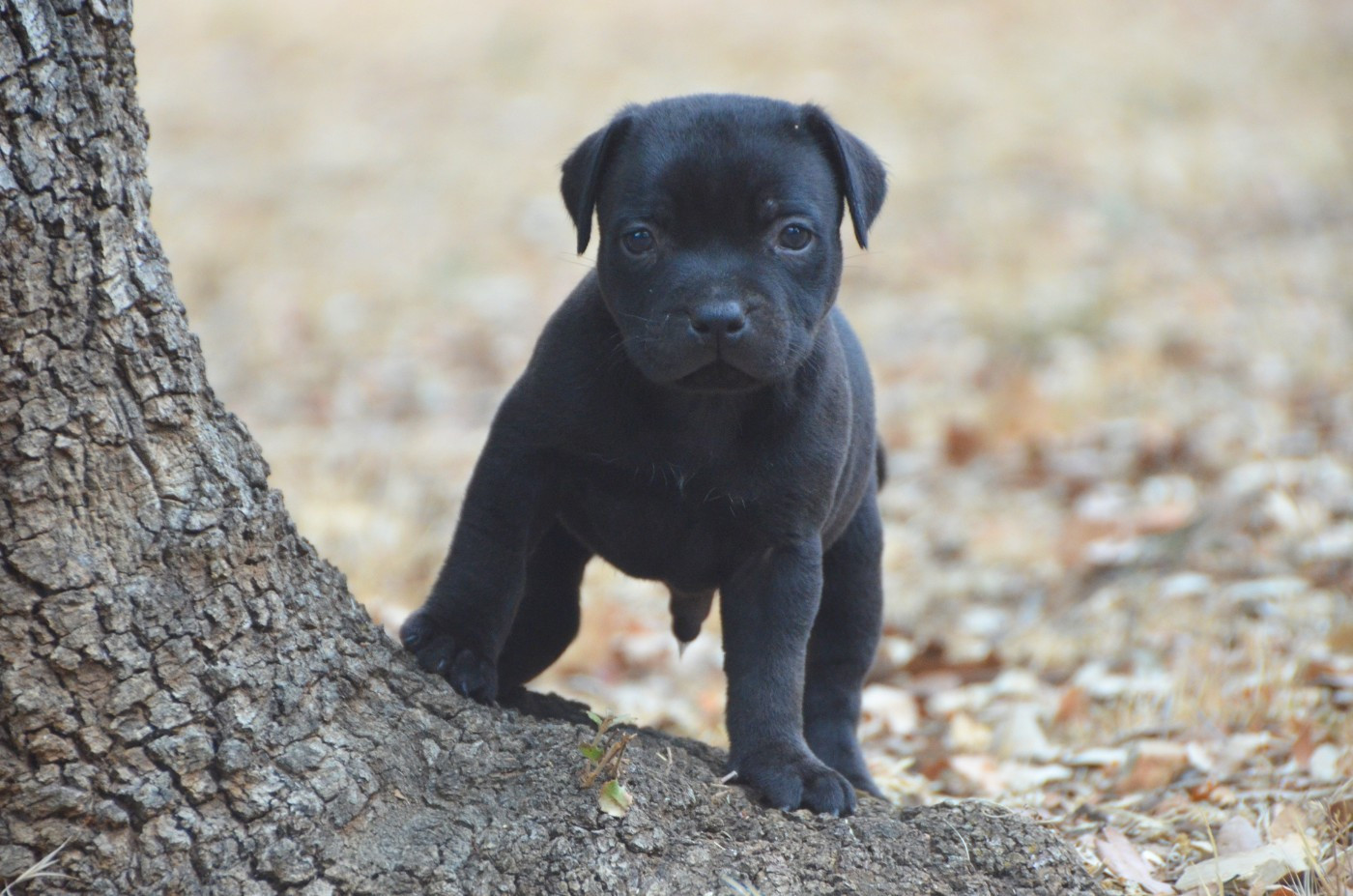 Demon Black - Chiots disponibles - Staffordshire Bull Terrier