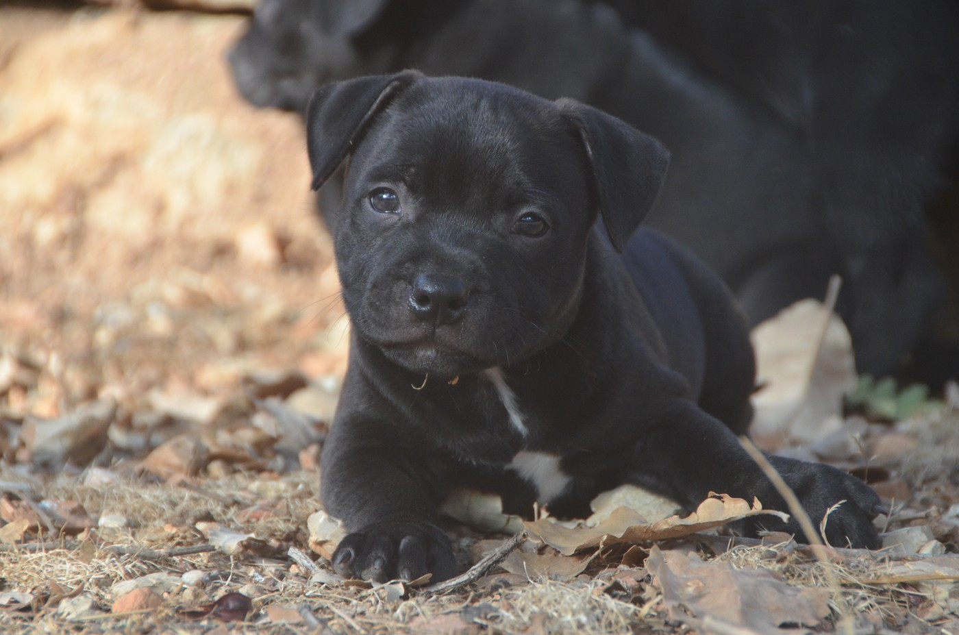 Demon Black - Chiots disponibles - Staffordshire Bull Terrier