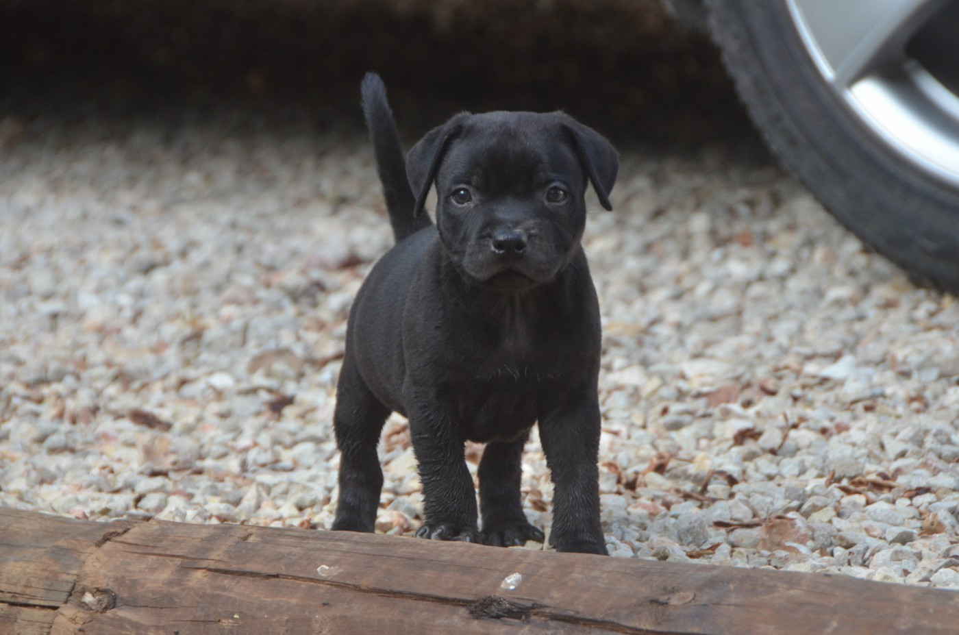 Demon Black - Chiots disponibles - Staffordshire Bull Terrier