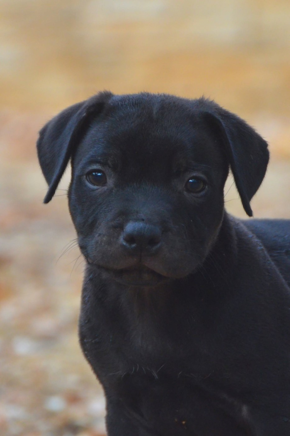 Demon Black - Chiots disponibles - Staffordshire Bull Terrier