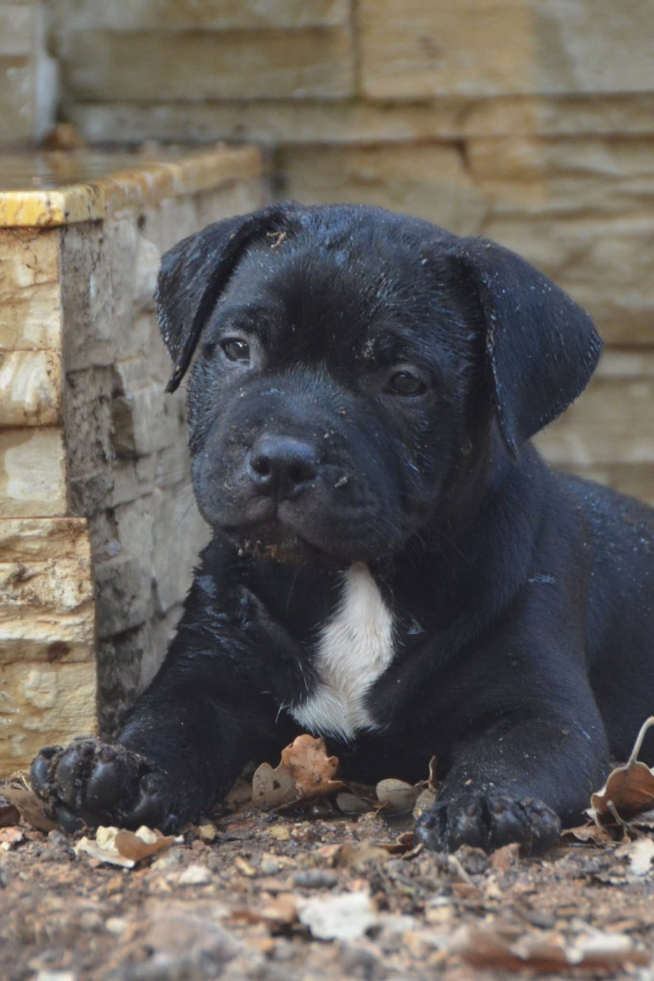 Demon Black - Chiots disponibles - Staffordshire Bull Terrier