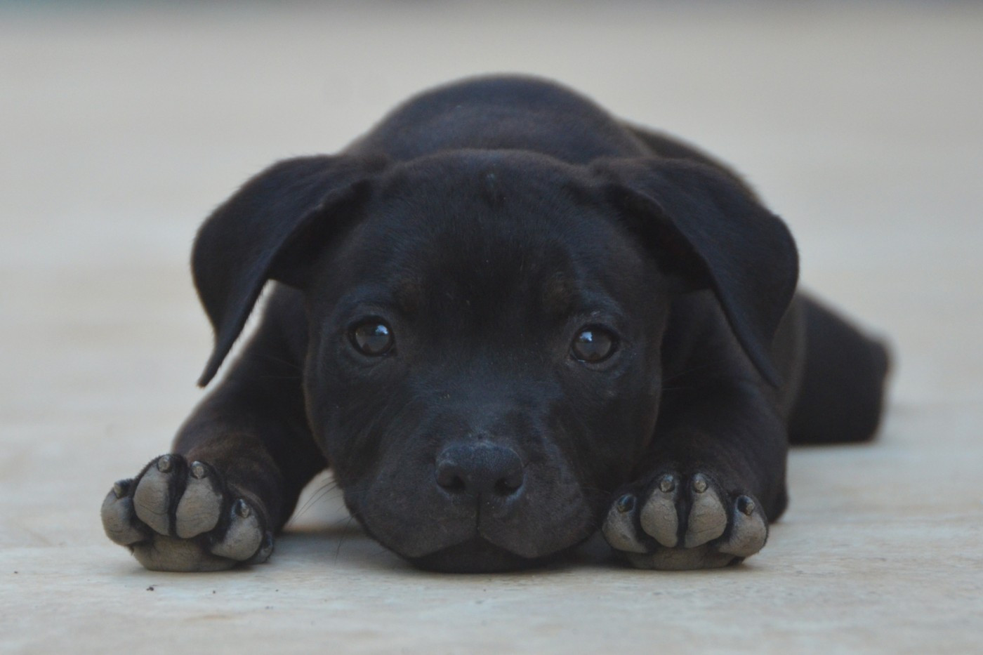 Demon Black - Chiots disponibles - Staffordshire Bull Terrier