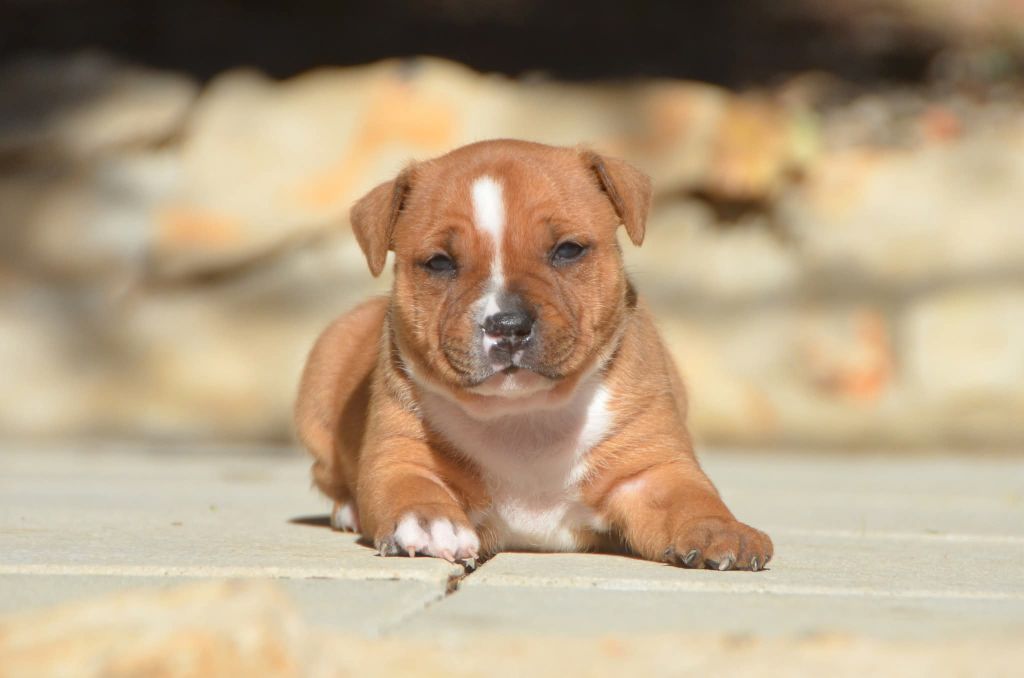 Demon Black - Chiots disponibles - Staffordshire Bull Terrier