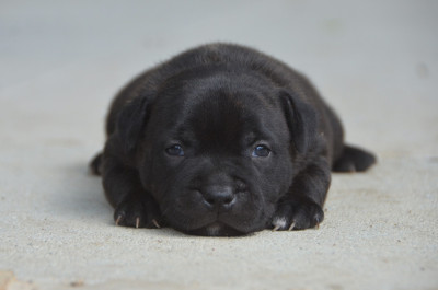 Chiot N°1