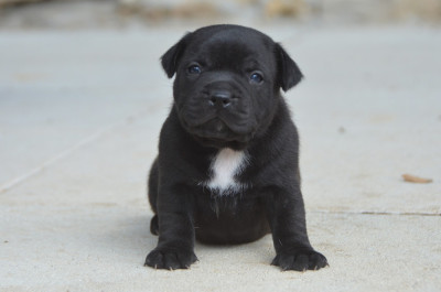 Chiot N°2