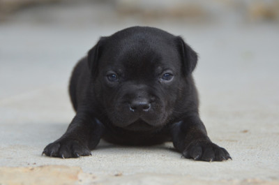 Chiot N°3