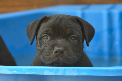 Chiot N°2