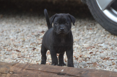 Chiot N°3