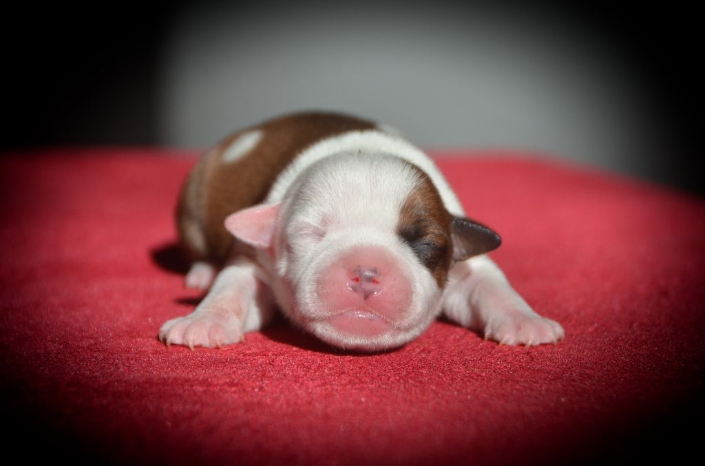 Demon Black - Chiots disponibles - Staffordshire Bull Terrier