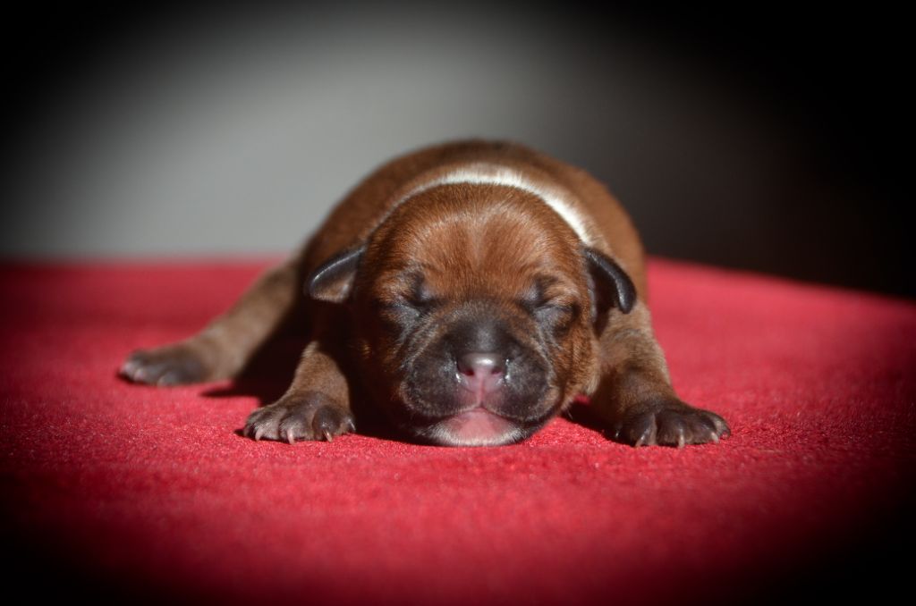 Demon Black - Chiots disponibles - Staffordshire Bull Terrier