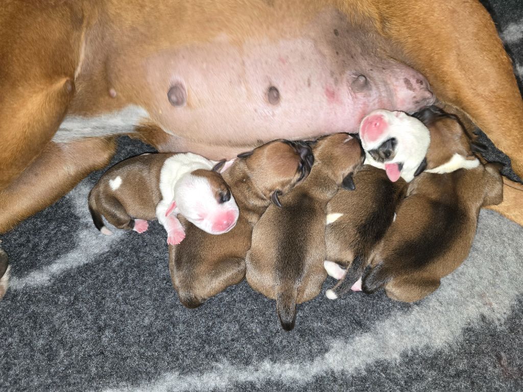 Chiot Staffordshire Bull Terrier Demon Black